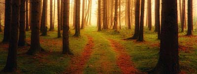 Bild Baum pflanzen im Wald in Berlin und Brandenburg