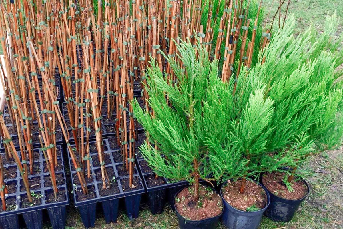 Selbst Baum pflanzen, Erinnerungswald, Wünschewald und Märchenwald in Berlin und Brandenburg