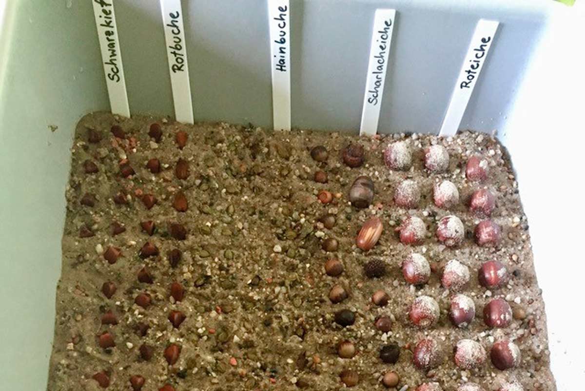 Selbst Baum pflanzen, Erinnerungswald, Wünschewald und Märchenwald in Berlin und Brandenburg