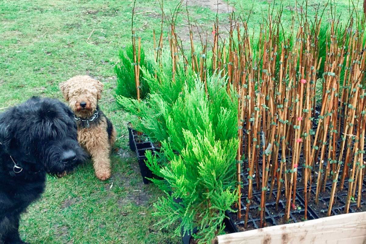 Selbst Baum pflanzen, Erinnerungswald, Wünschewald und Märchenwald in Berlin und Brandenburg
