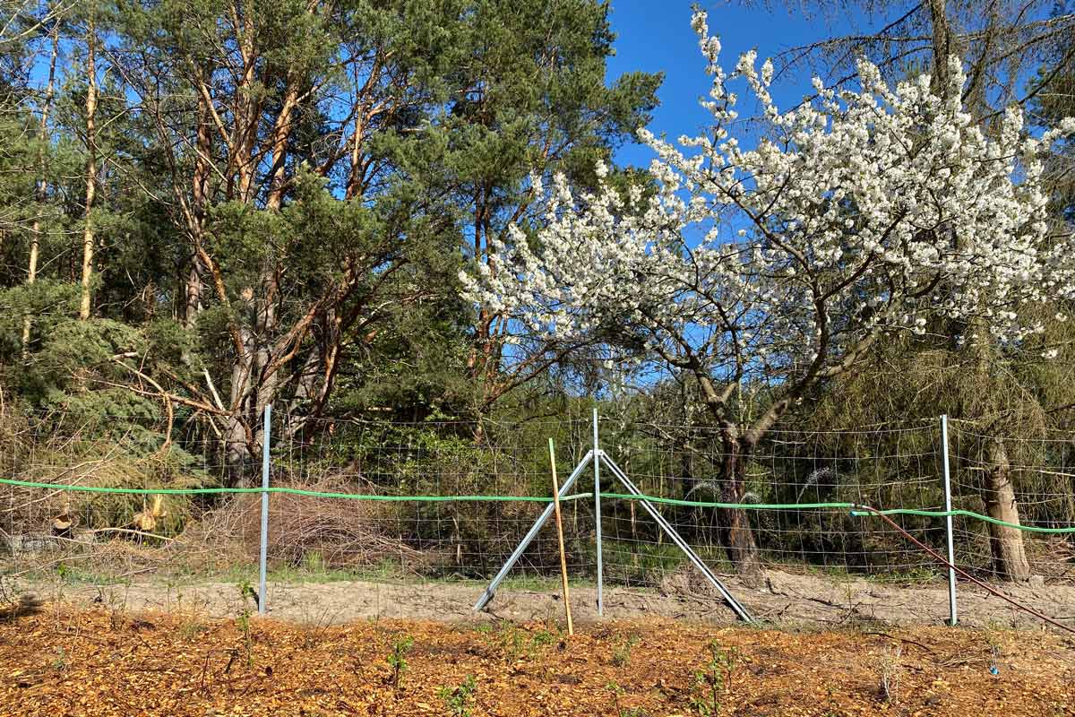 Selbst Baum pflanzen, Erinnerungswald, Wünschewald und Märchenwald in Berlin und Brandenburg