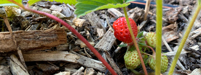 Bild Essbarer Waldgarten in Berlin und Brandenburg