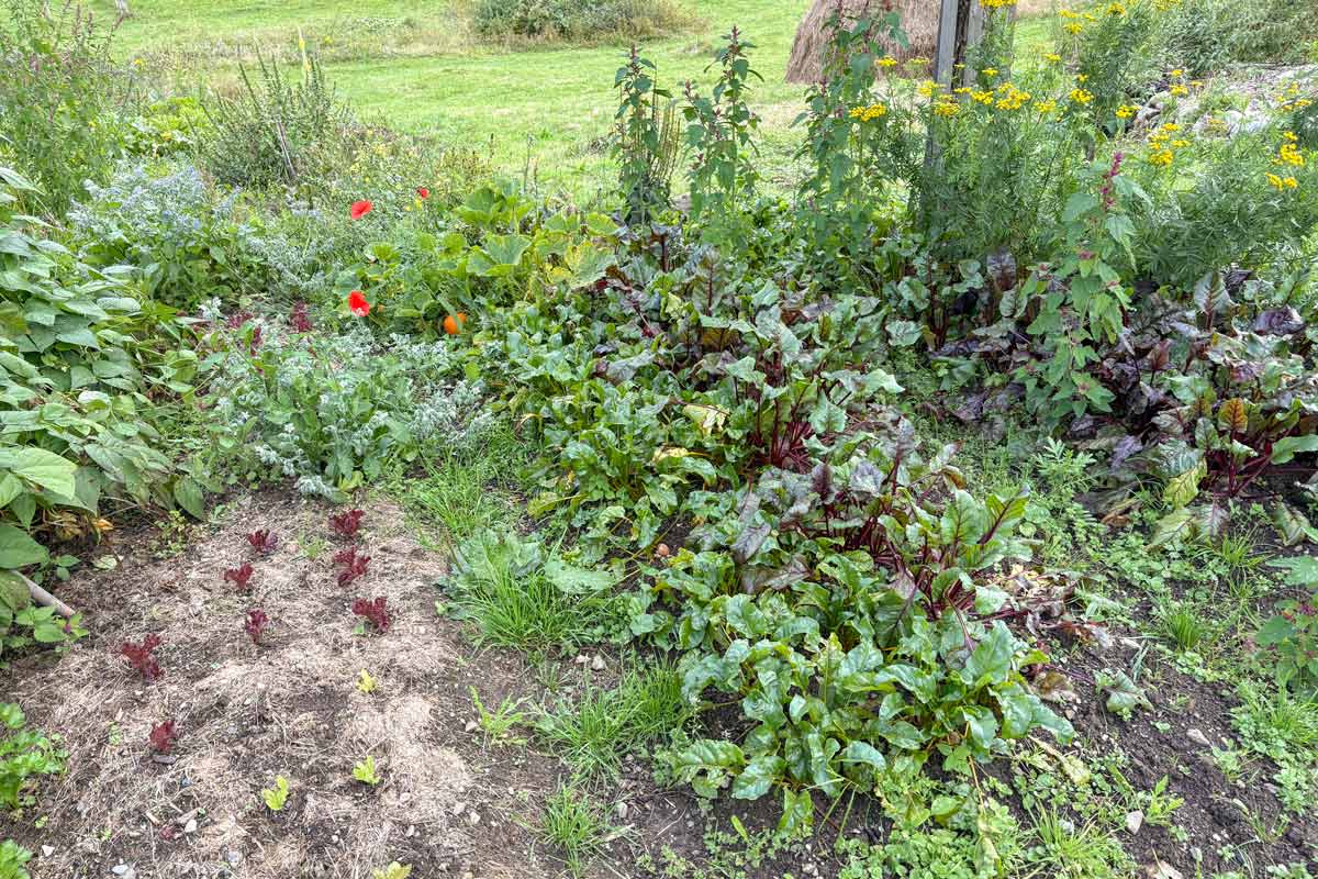 Essbarer Waldgarten, Permakultur und Naturgarten in Berlin und Brandenburg