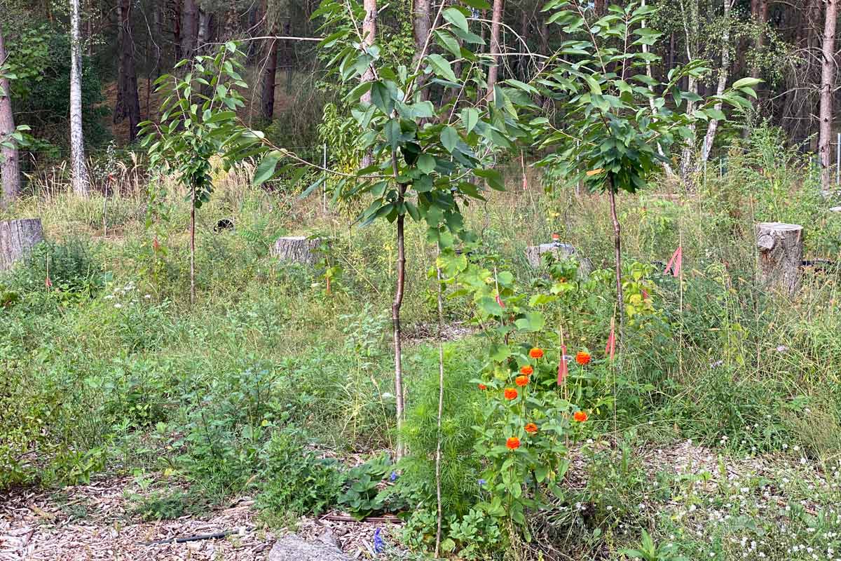Essbarer Waldgarten, Permakultur und Naturgarten in Berlin und Brandenburg