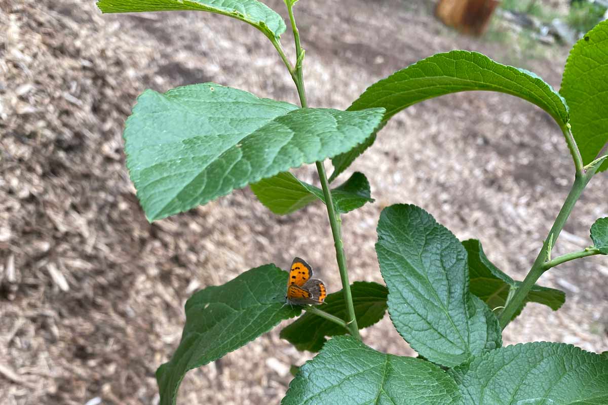 Essbarer Waldgarten, Permakultur und Naturgarten in Berlin und Brandenburg