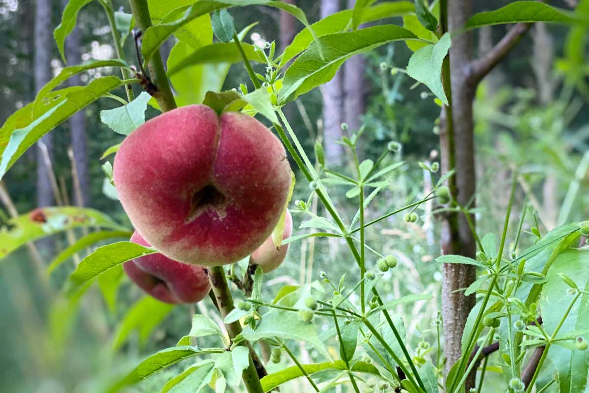 Essbarer Waldgarten, Permakultur und Naturgarten in Berlin und Brandenburg