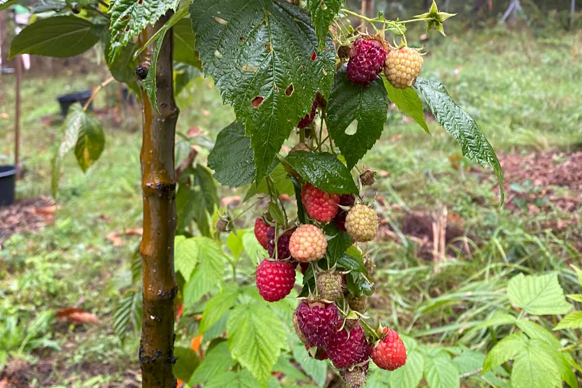 Essbarer Waldgarten, Permakultur und Naturgarten in Berlin und Brandenburg