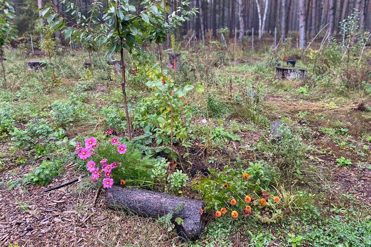 Essbarer Waldgarten, Permakultur und Naturgarten in Berlin und Brandenburg