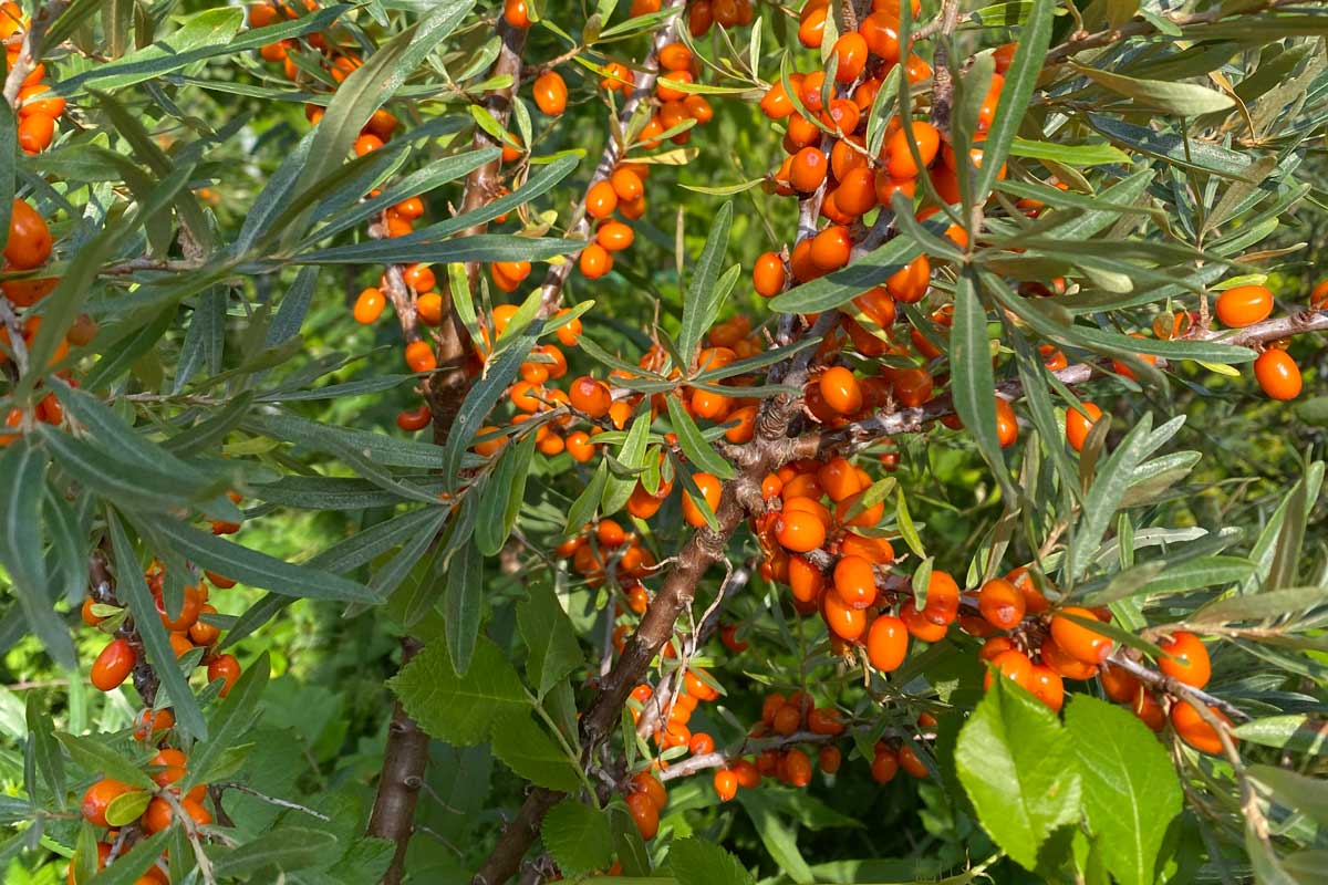 Essbarer Waldgarten, Permakultur und Naturgarten in Berlin und Brandenburg