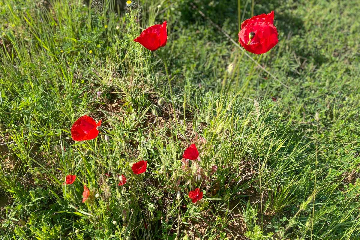 Essbarer Waldgarten, Permakultur und Naturgarten in Berlin und Brandenburg