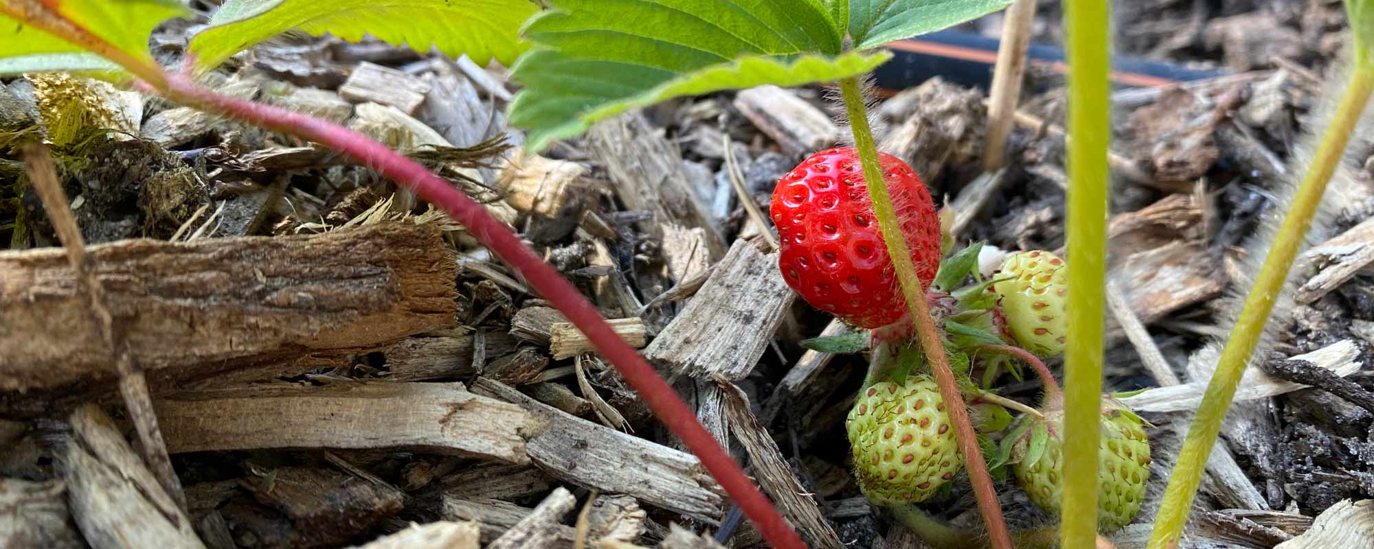 Essbarer Waldgarten, Permakultur und Naturgarten in Berlin und Brandenburg