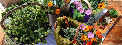 Bild Kräuterkunde und Kräuterwanderung in Berlin und Brandenburg