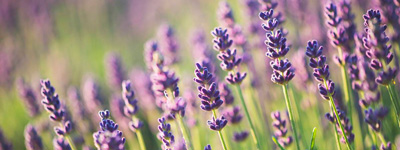 Bild Naturkosmetik und Naturmedizin in Berlin und Brandenburg