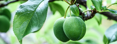 Bild Lehrgang Obstbaumschnitt in Berlin und Brandenburg