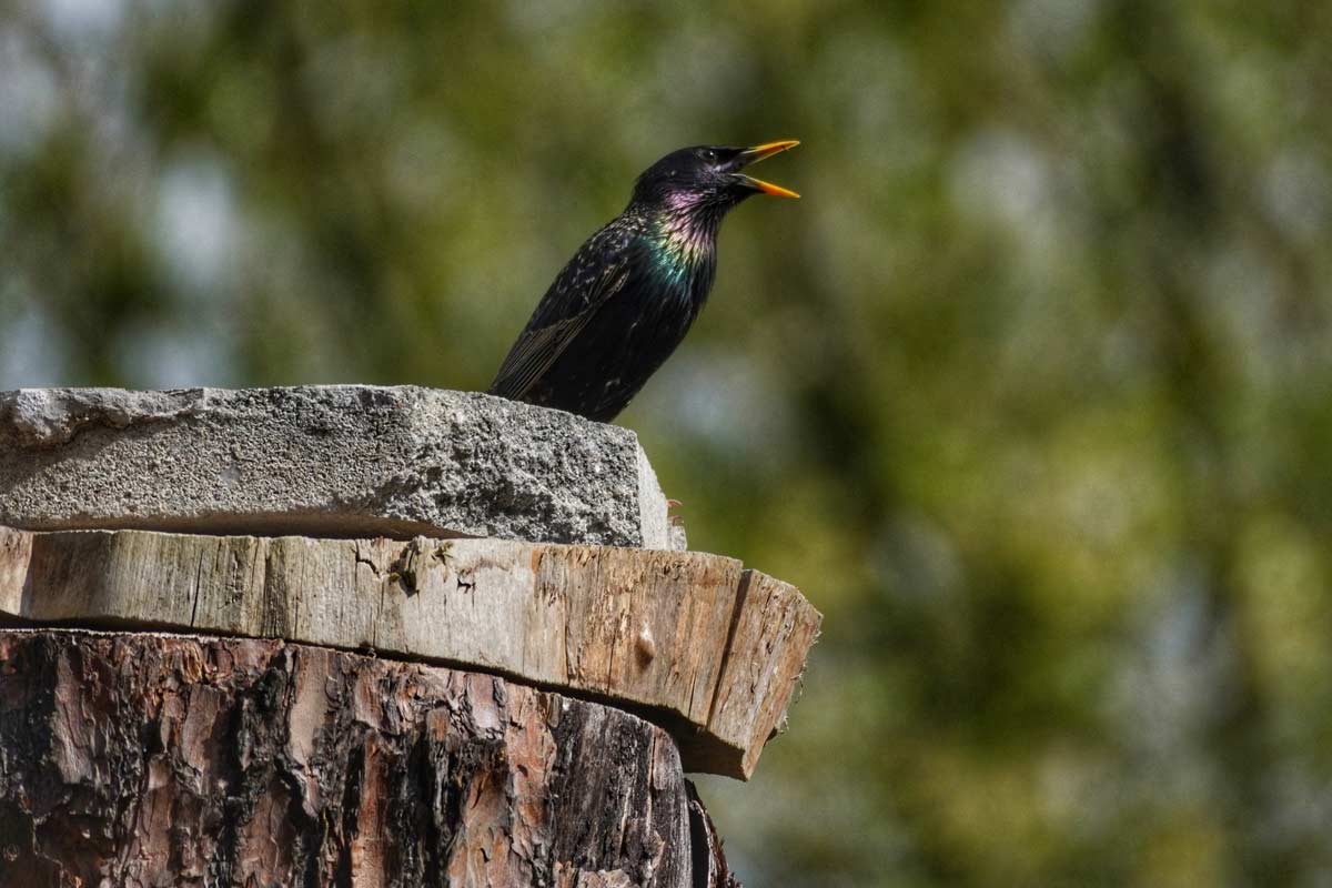 Waldbaden, Waldwanderung, Waldexkursion und Waldwissen in Berlin und Brandenburg
