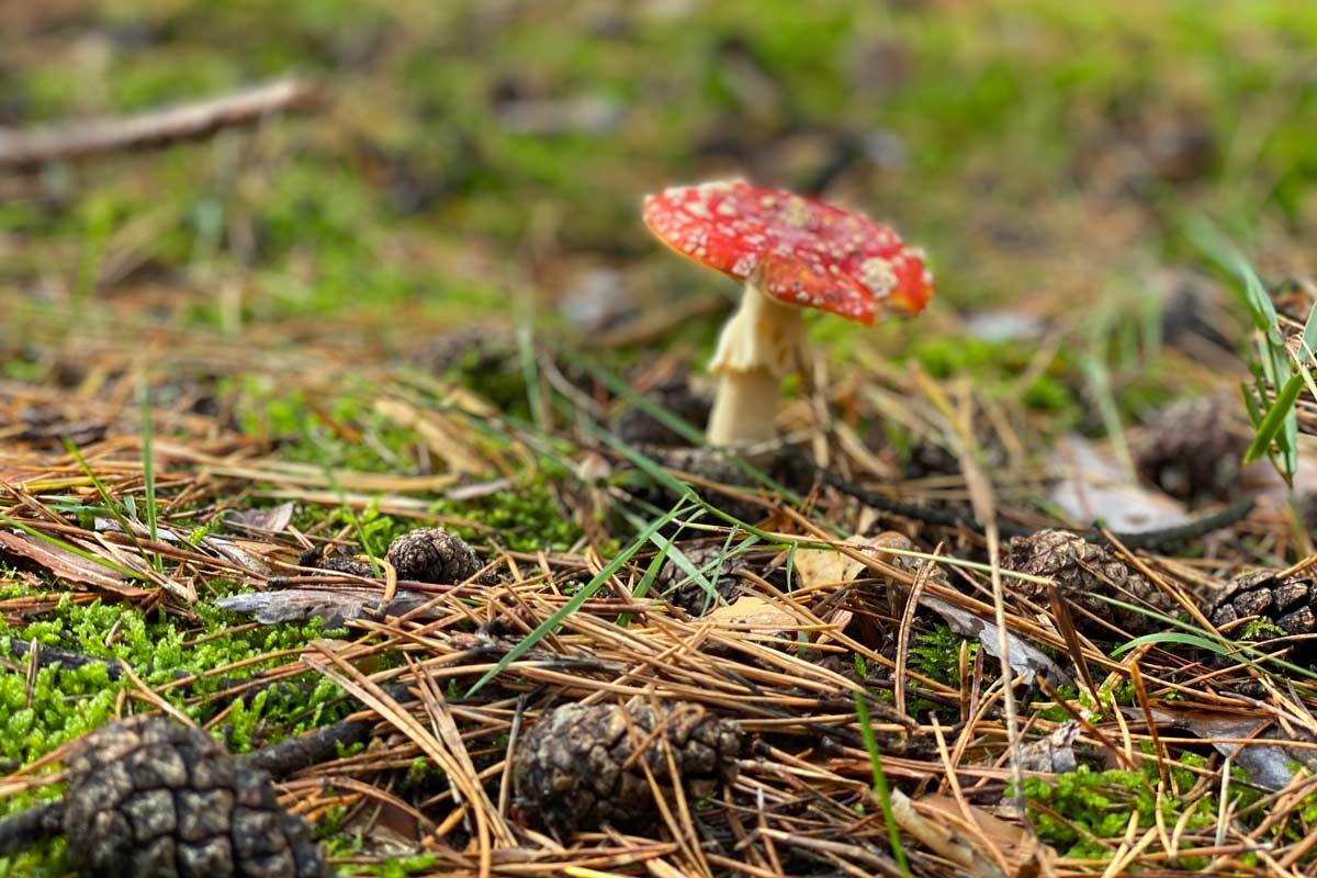 Waldbaden, Waldwanderung, Waldexkursion und Waldwissen in Berlin und Brandenburg