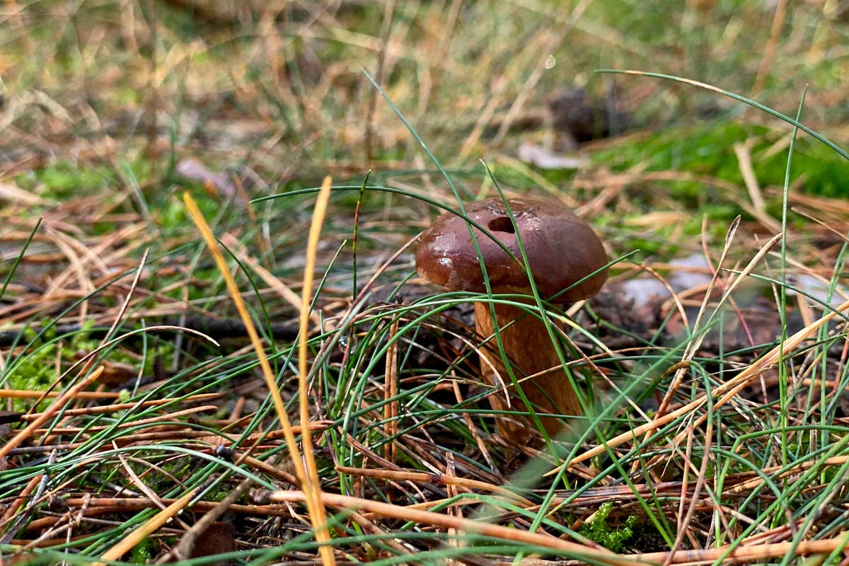 Waldbaden, Waldwanderung, Waldexkursion und Waldwissen in Berlin und Brandenburg