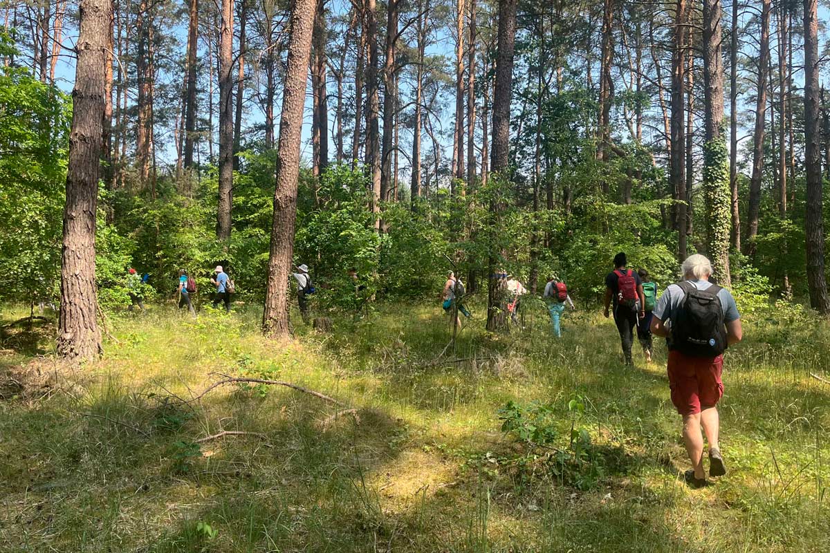 Waldbaden, Waldwanderung, Waldexkursion und Waldwissen in Berlin und Brandenburg