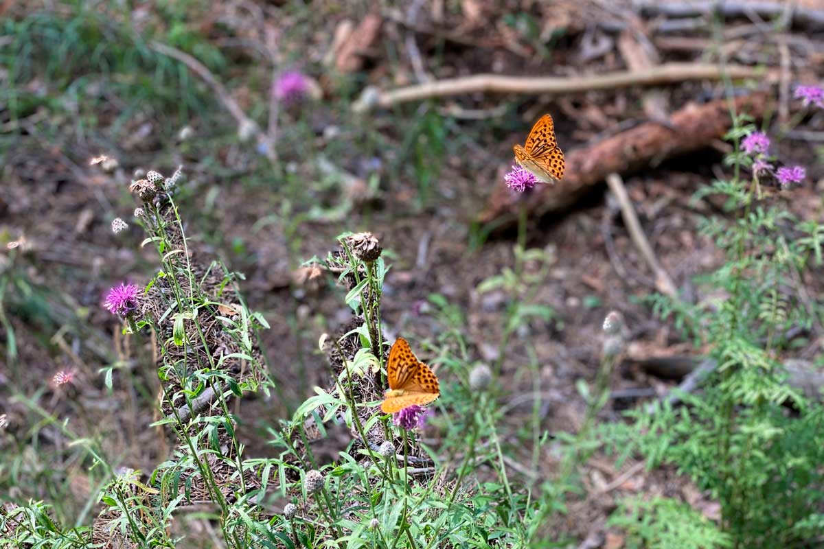 Waldbaden, Waldwanderung, Waldexkursion und Waldwissen in Berlin und Brandenburg