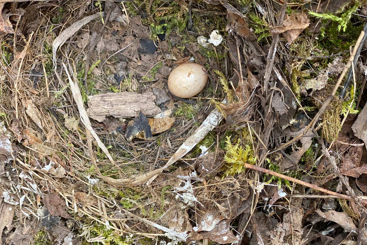 Waldbaden, Waldwanderung, Waldexkursion und Waldwissen in Berlin und Brandenburg