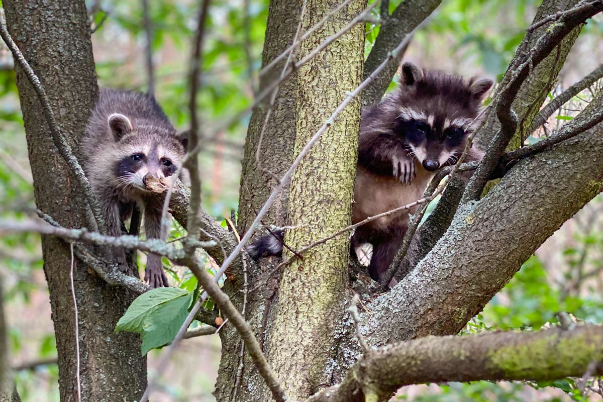 Waldbaden, Waldnacht, Overnighter und Übernachten im Wald in Berlin und Brandenburg