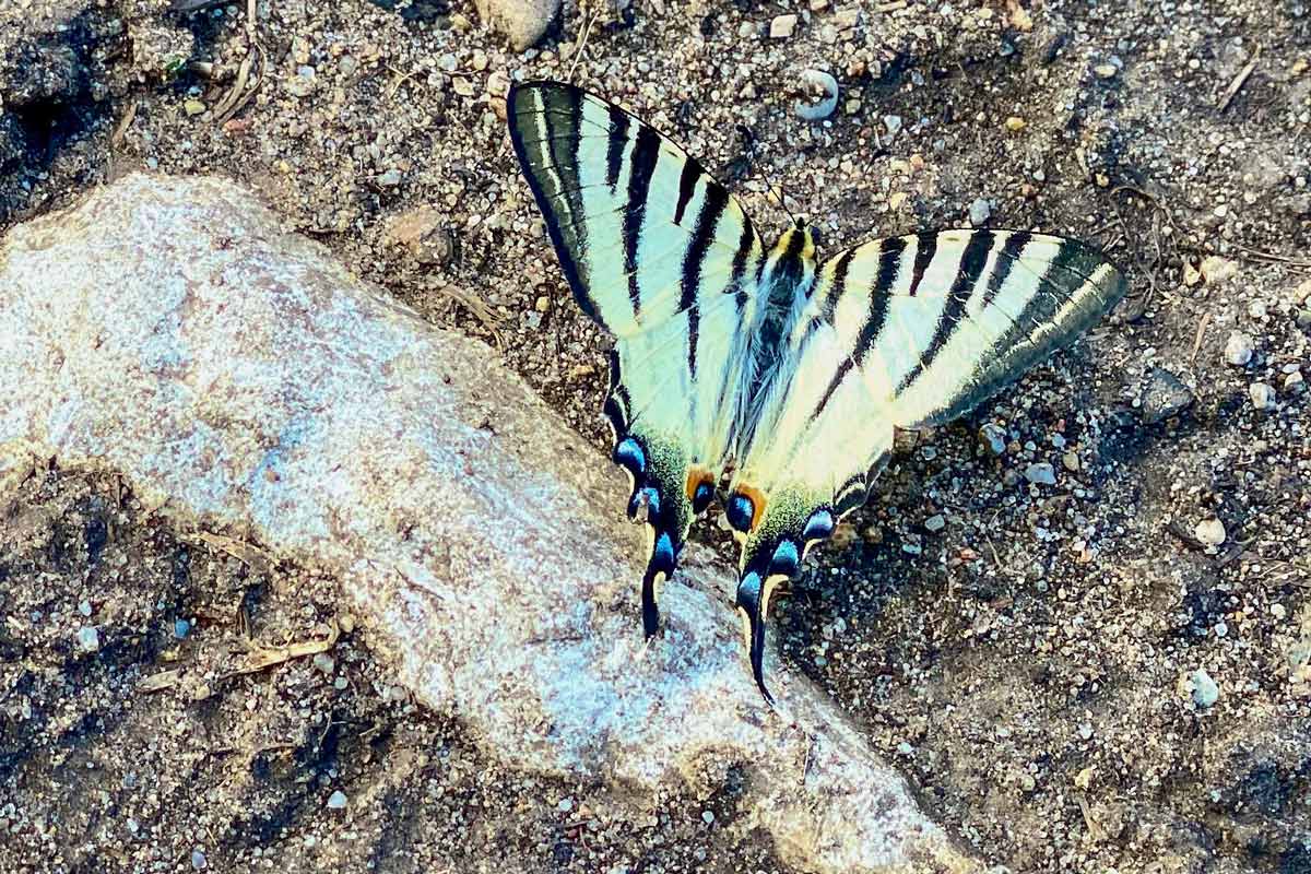 Zurück zu den Wurzeln (Arbeitstechniken alter Kulturen) an einem Tag im Wald von Berlin-Brandenburg